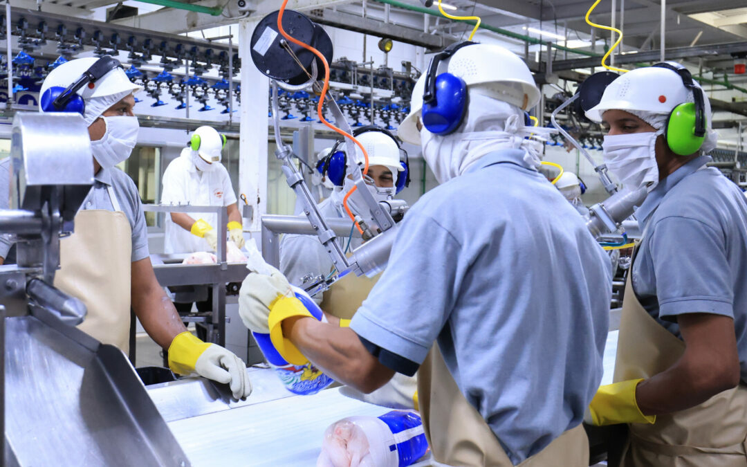 Producción avícola del estado Miranda sobrepasa los 90 mil pollos por día
